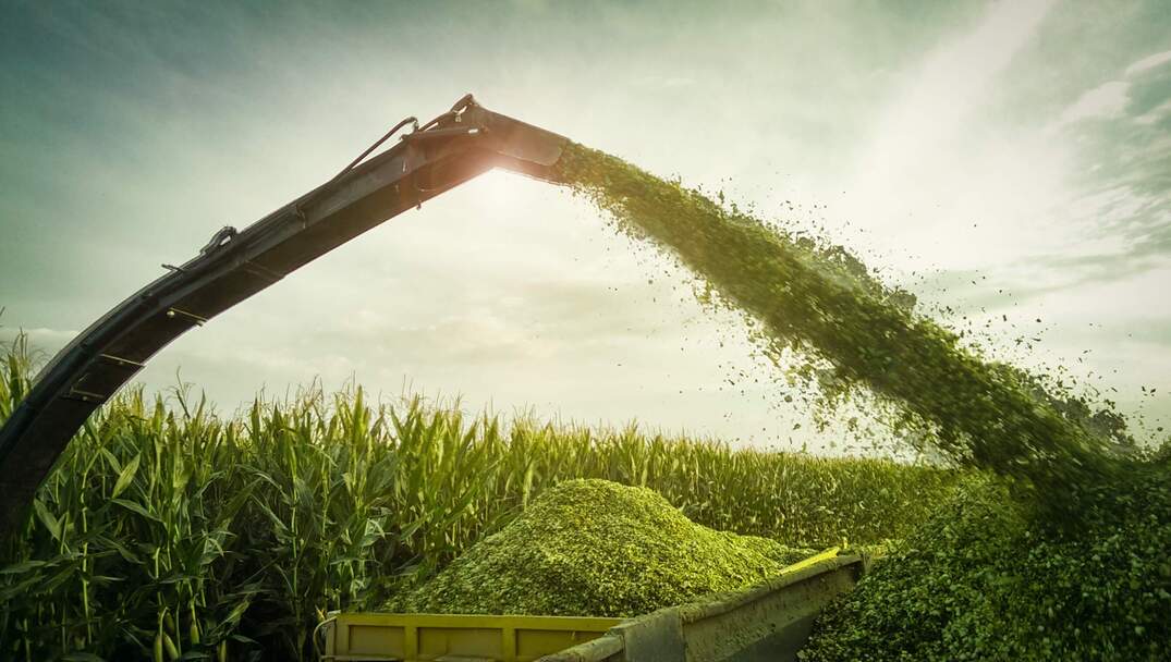 silage