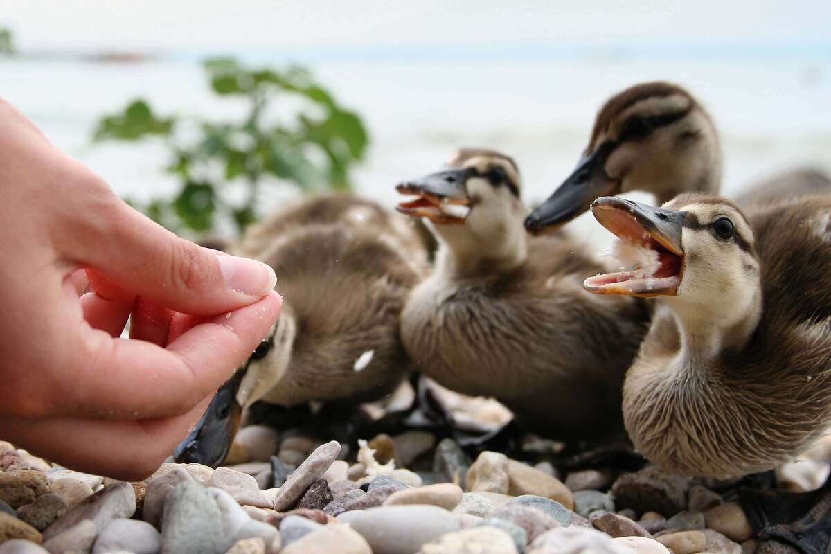 human feeding ducks bread