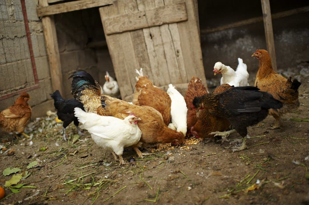 chickens eating chicken feed