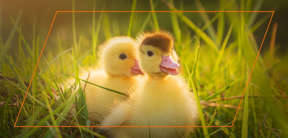 What to Feed Baby Ducks