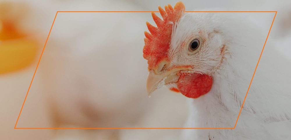 Effects of Different Feeds on Bird Production