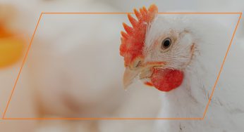 Most Popular Chicken Breeds  Nature's Best Organic Feeds