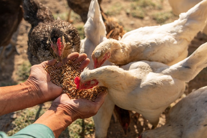 chickens eating chicken feed out of human hands
