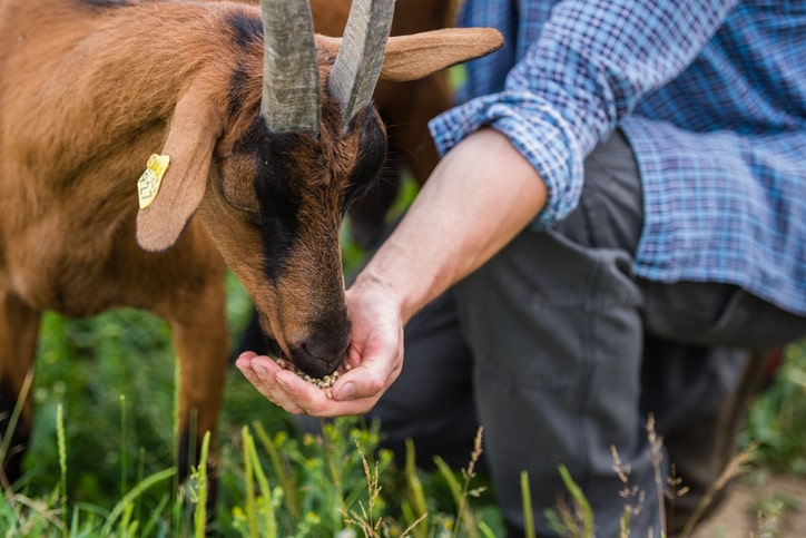 goat eating feed