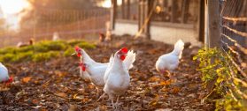 white backyard broiler chicken