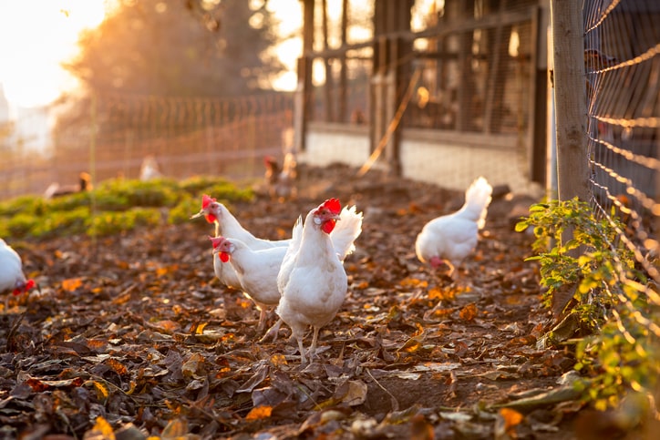 white backyard broiler chicken