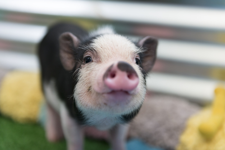 black and pink mini pig