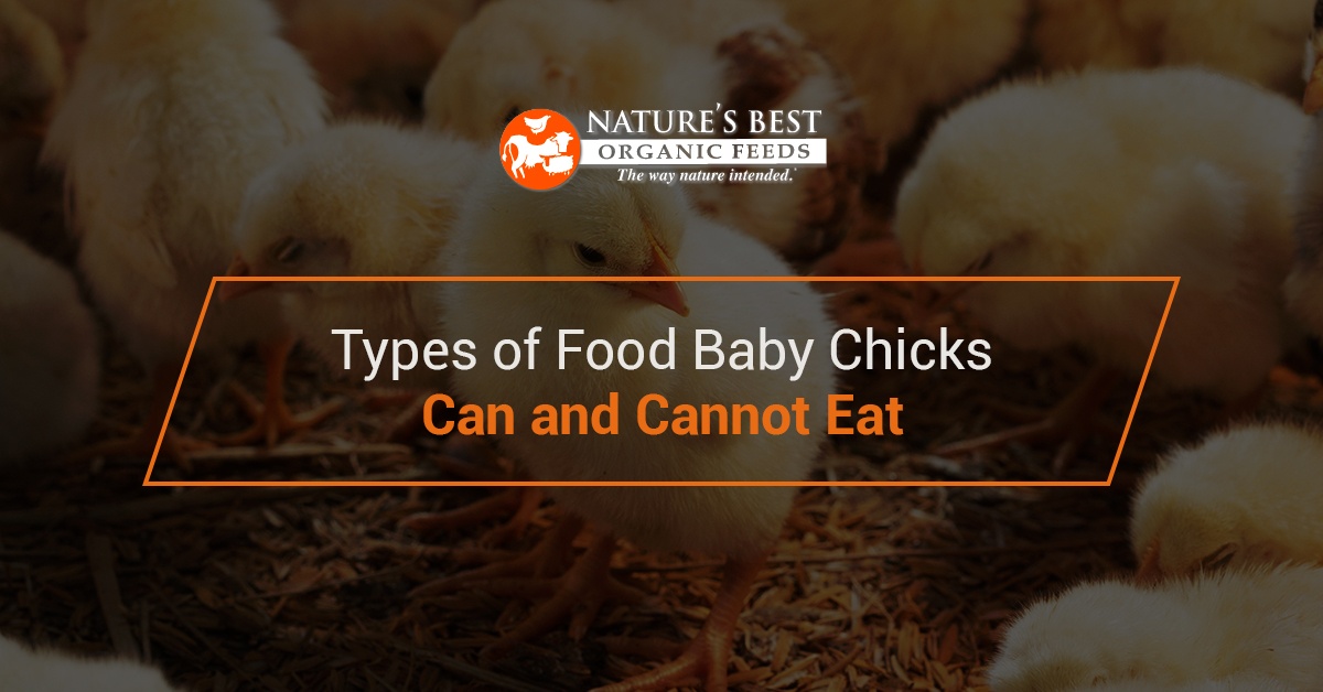 Types of Food Baby Chicks Can & Cannot Eat | Nature's Best