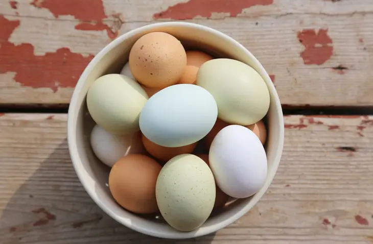 How to clean fresh eggs  Backyard chickens eggs, Fresh chicken
