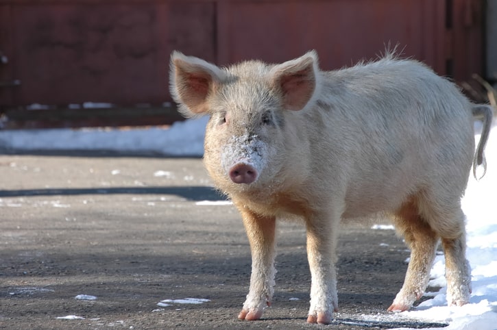 pig in winter