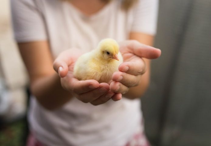 How to Raise and Take Care of Baby Chicks