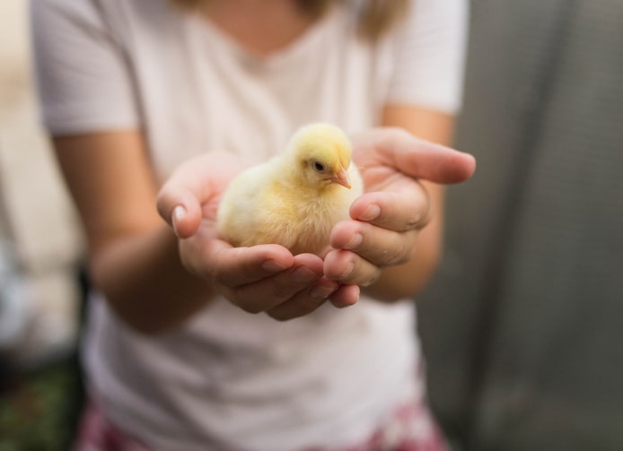 girl holding baby chicken