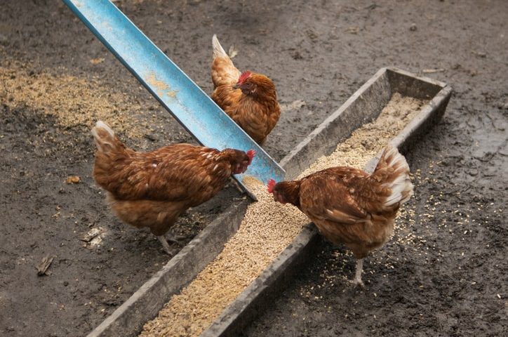 Every Type of Chicken Feed Explained