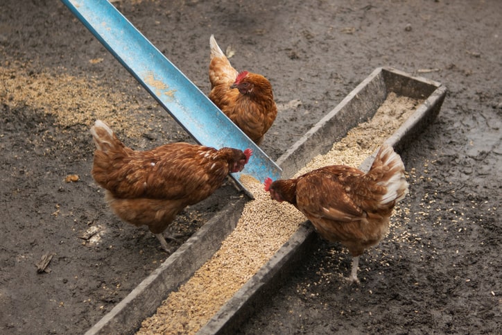 chickens eating feed out of trough