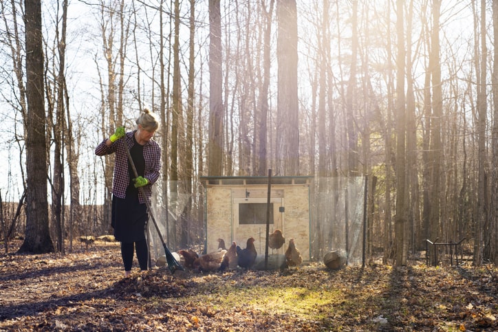 woman raking leaves next to chicken coop