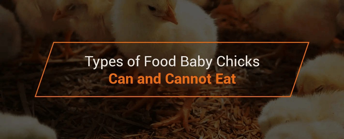 types of food baby chicks can and cannot eat