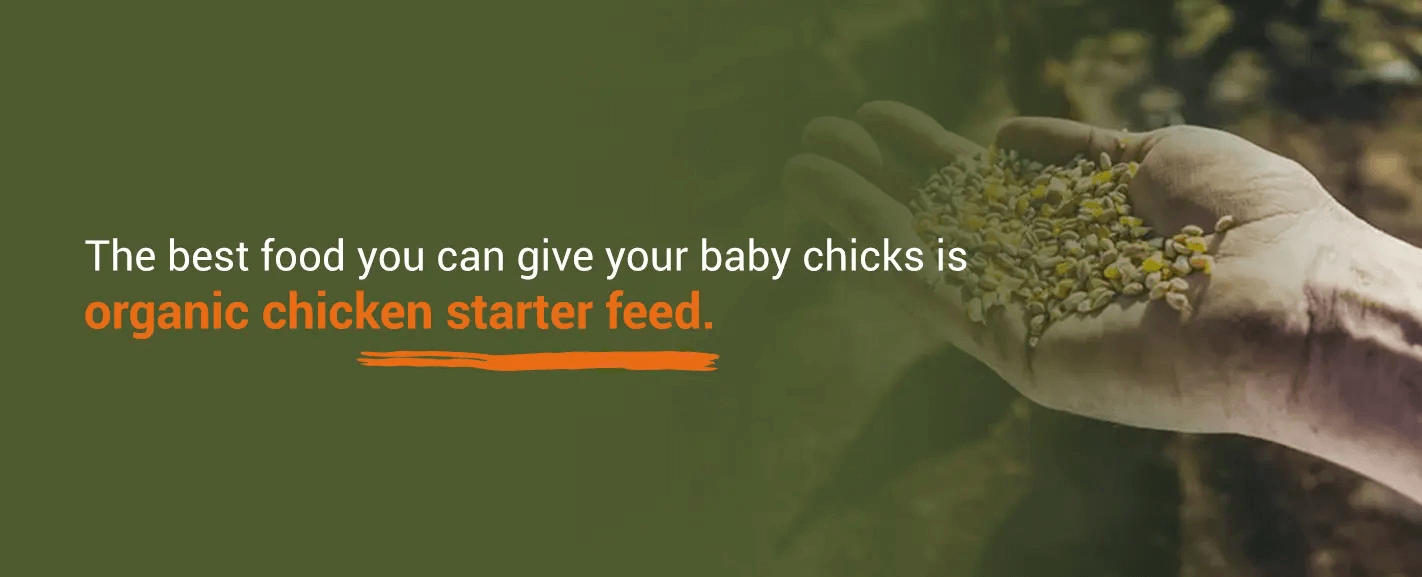 organic chicken starter feed