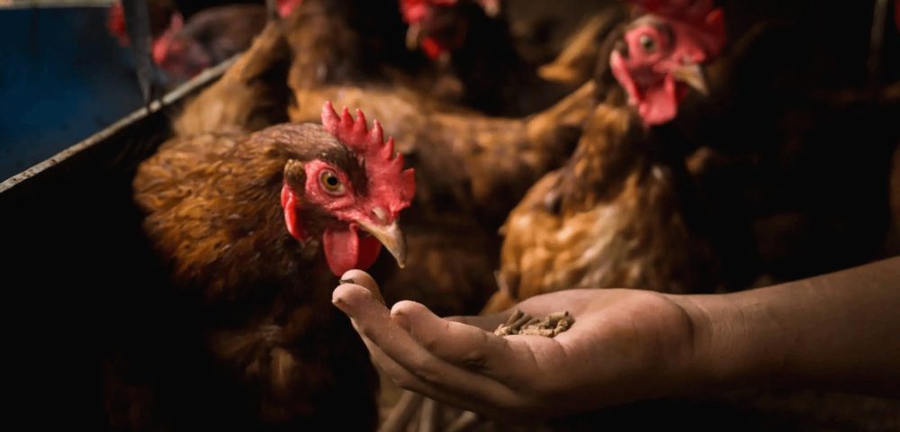 Can Roosters Eat Layer Feed?