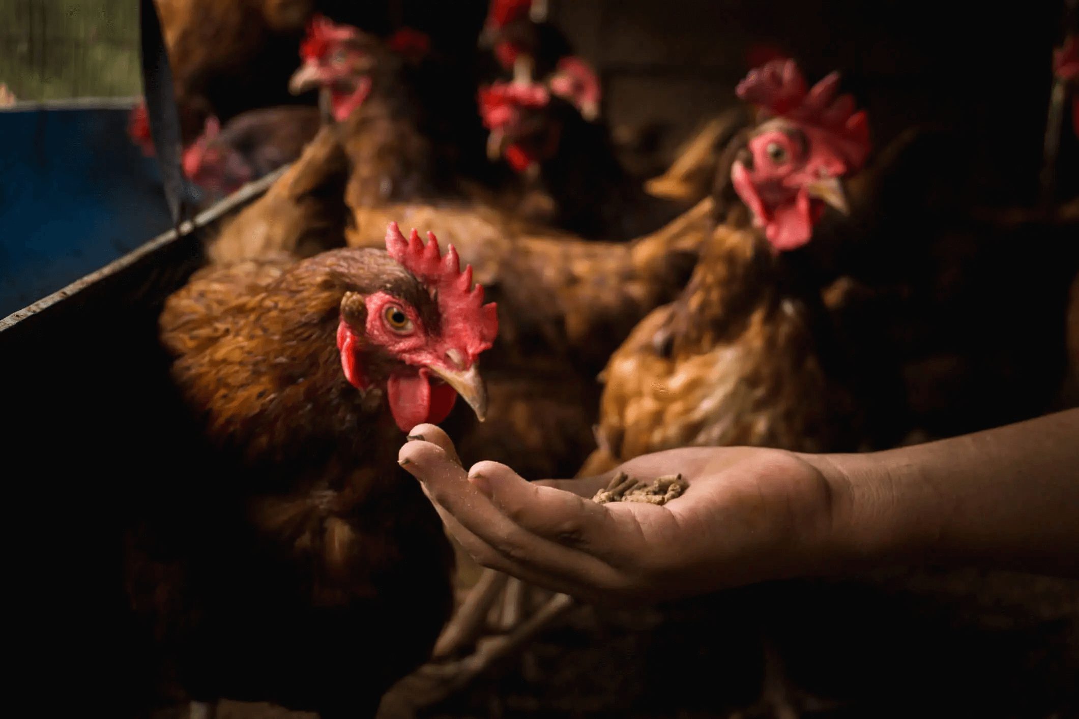 rooster eating feed from the hand of a human