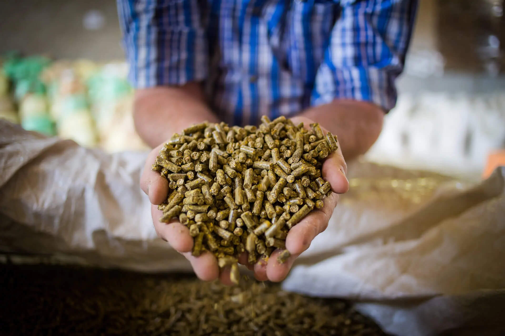 Chicken egg layer pellets in farmers hand