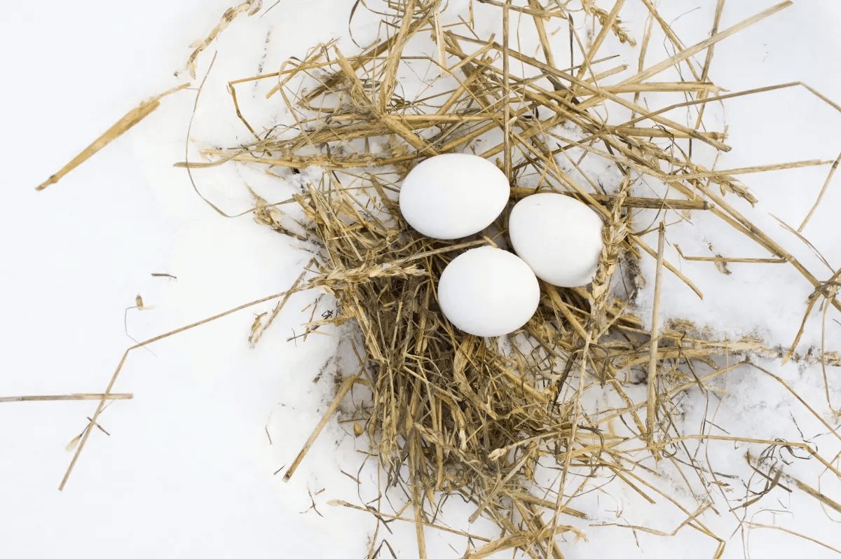 white chicken eggs laying on nest in snow