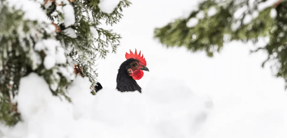 How Cold Can Chickens Get?