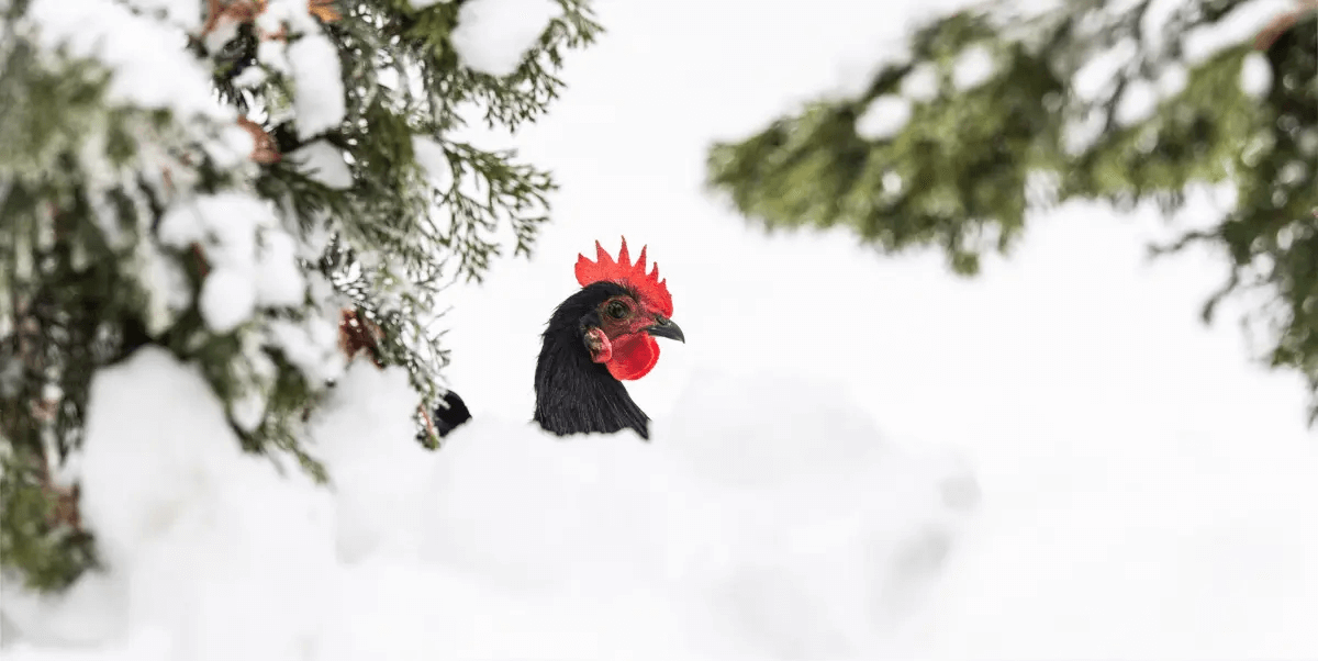 white and black chicken popping its head from the snow