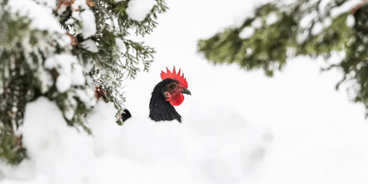 Chicken Coop Essentials: Providing Shelter from Extreme Temperatures