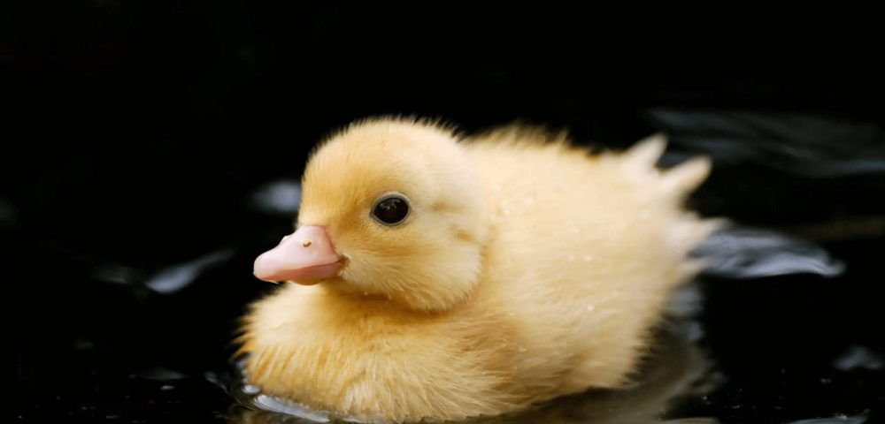 How To Raise A Baby Duck
