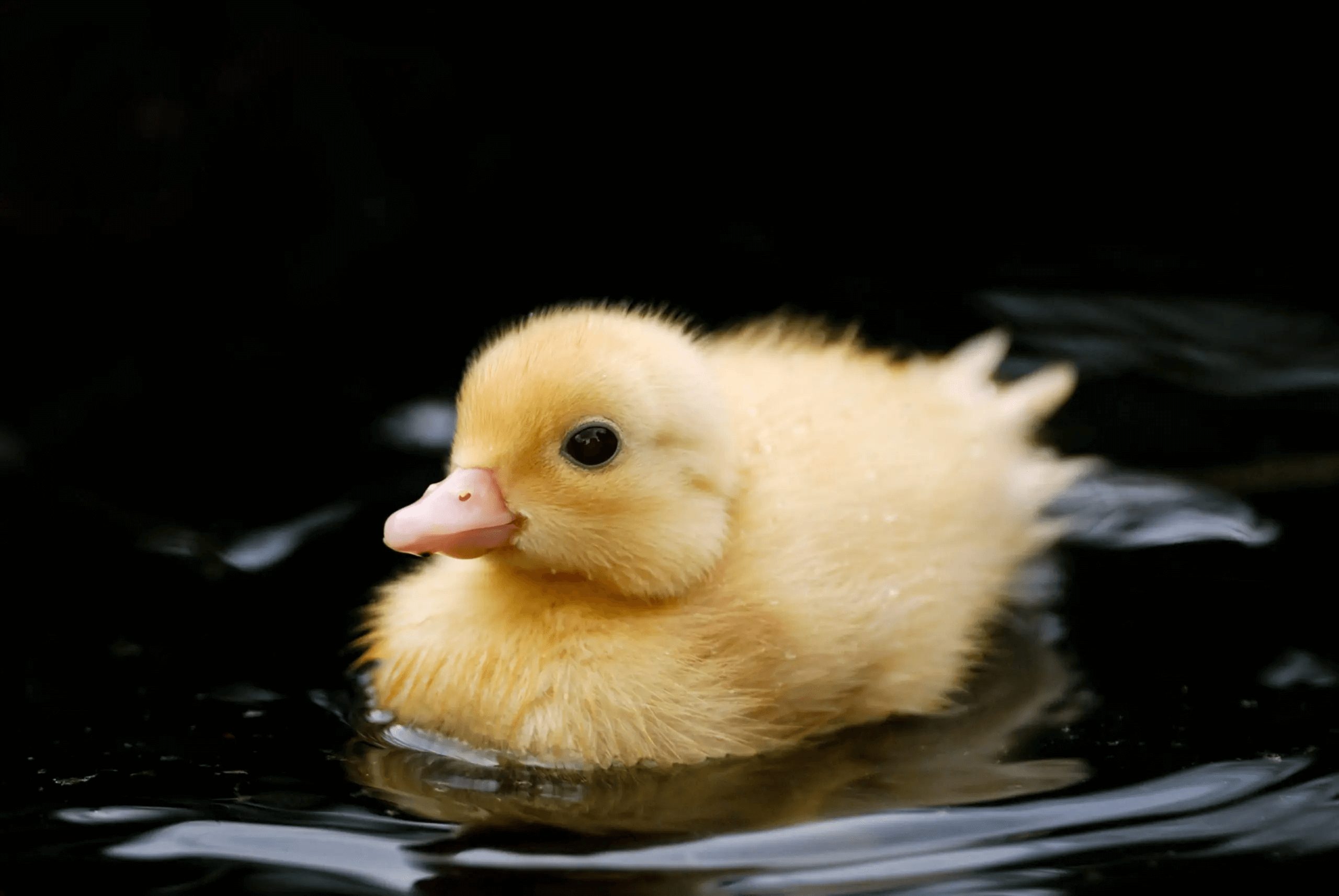 yellow baby duck swimming in water