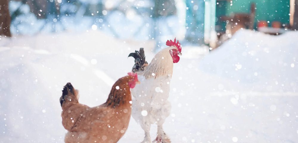 How to Raise Chickens in Winter