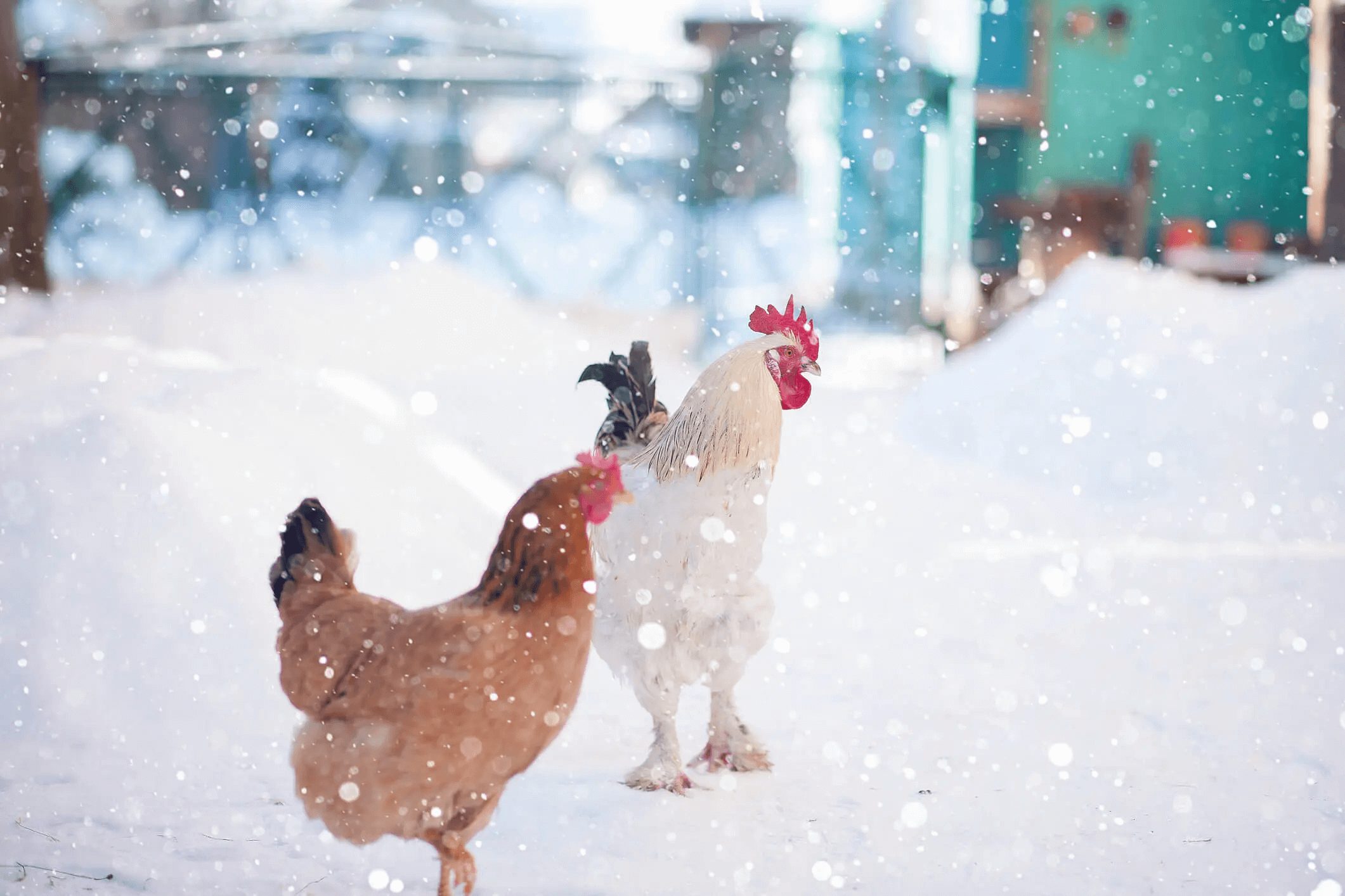 backyard chickens standing on snow