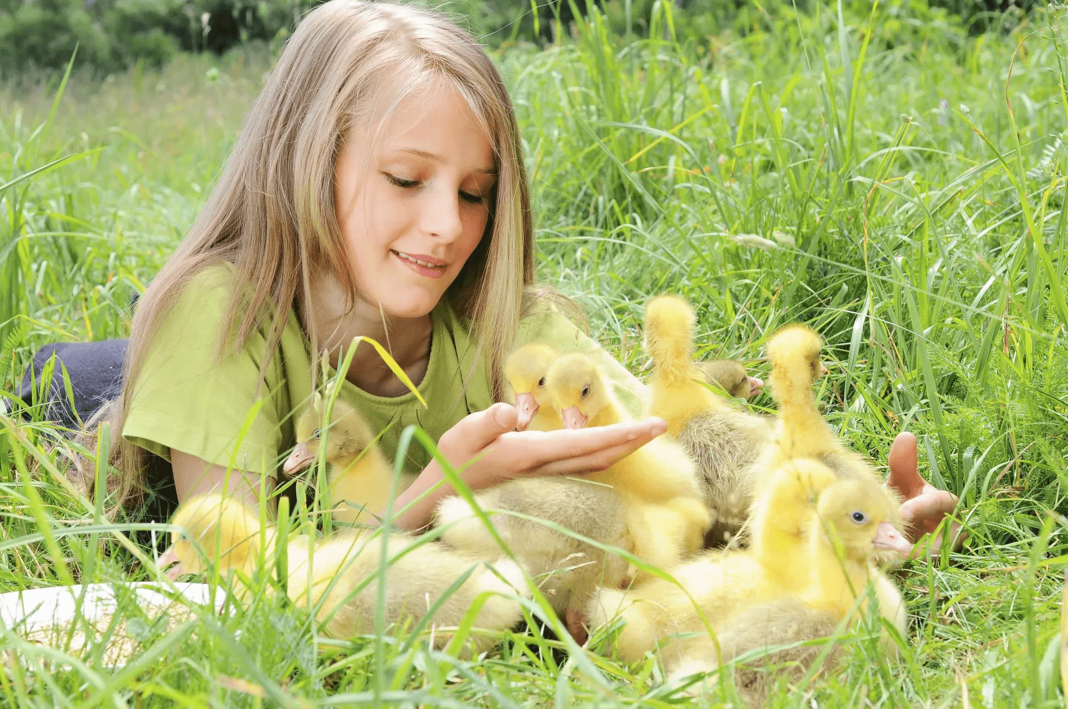 little girl feeding yellow feathered ducklings