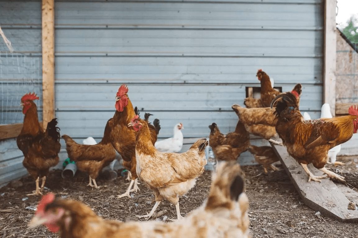 adult chickens eating feed in backyard farm