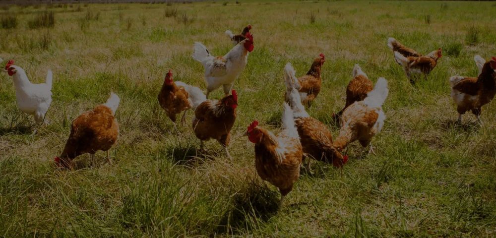 “Poultry & The Hormone Myth”