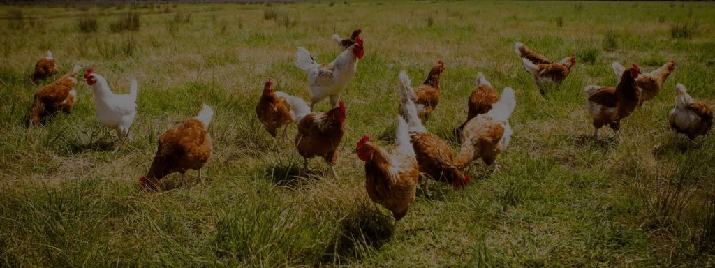 chickens eating grass on a farm