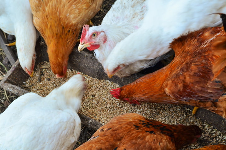 backyard chickens eating feed