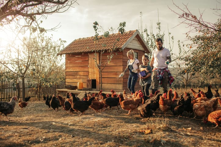 backyard chickens