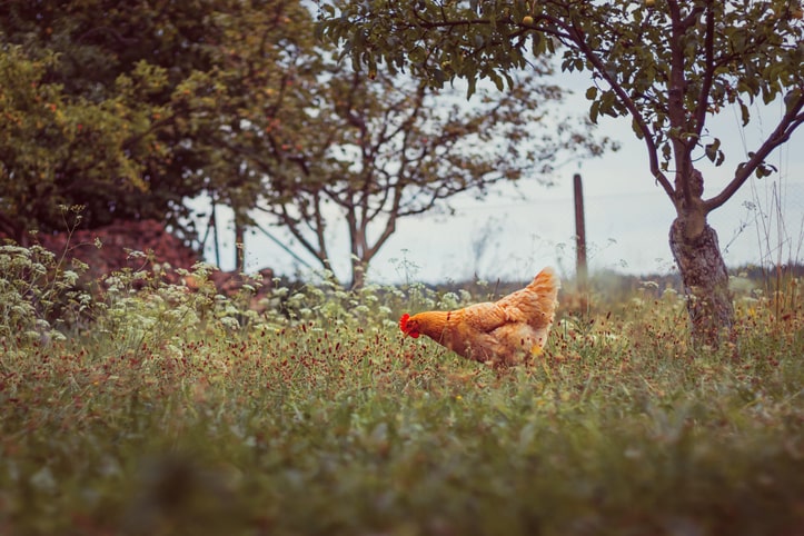 chicken in grassy field