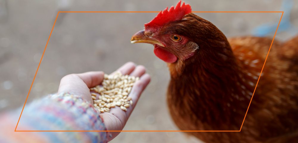 Can You Over-Feed Backyard Chickens?