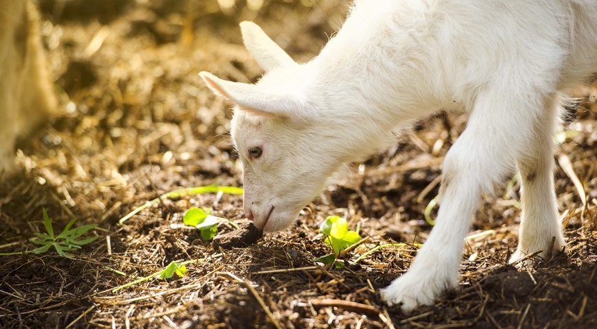 How to Raise Goats in Your Backyard
