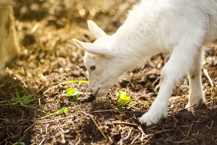 goat smelling ground