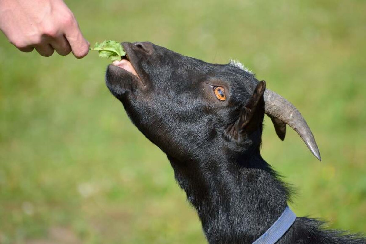 What Fruits Can Goats Eat  