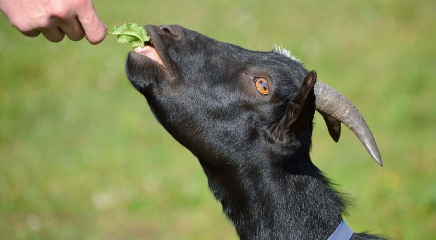 What Goats Can and Can’t Eat