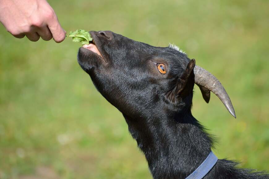 black goat eating green leaf