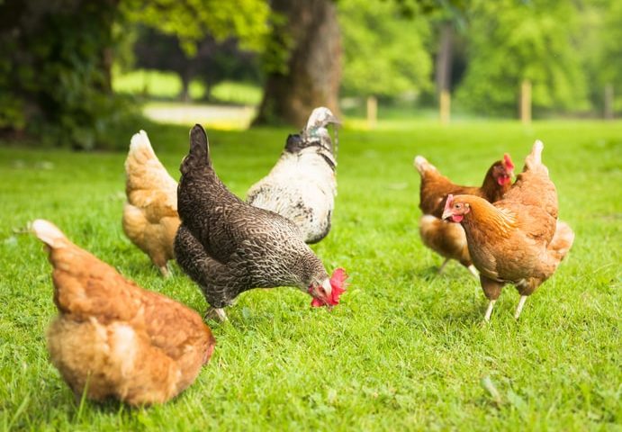 Benefits of Having Backyard Chickens