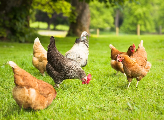 backyard chickens roaming in grass