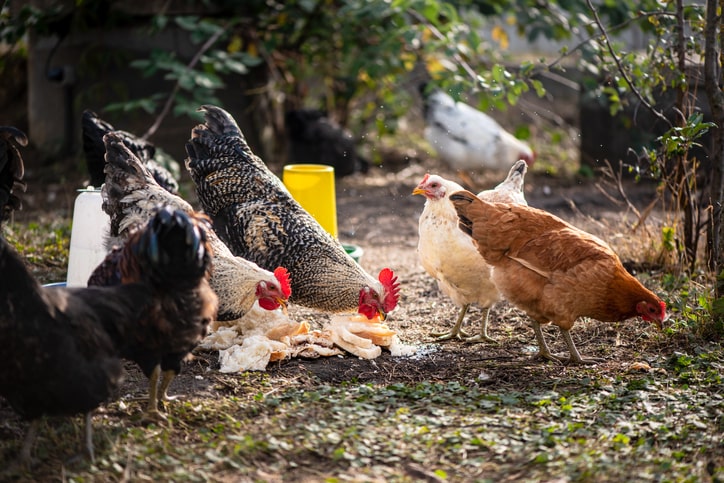 chickens eating food