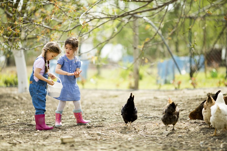 girls feeding backyard chickens