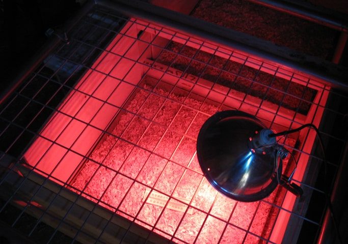 How to Build a Chicken Brooder